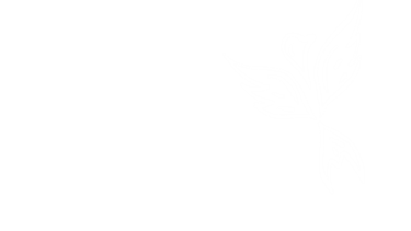 White Bird White Bird